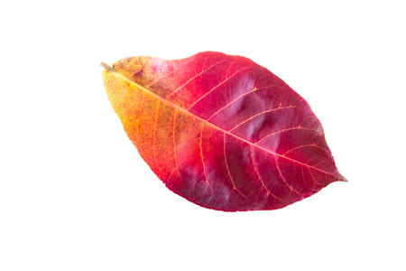 red leaf heart on whiteの写真素材