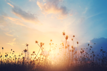 Abstract colorful meadow with beautiful sunset background.の写真素材