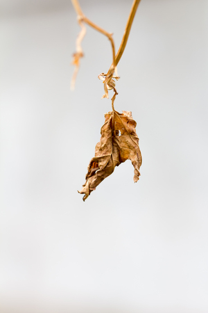 Brown dry leafの写真素材