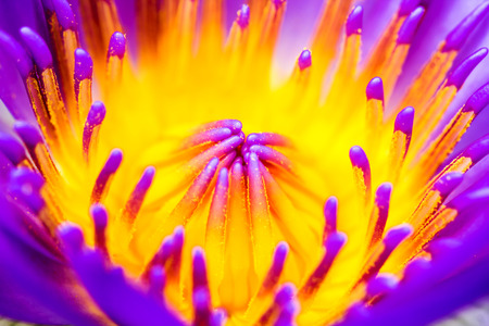 lotus; macroの写真素材