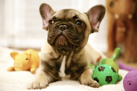 French Bulldog puppy reddish brown awakeningの写真素材