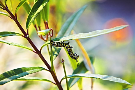 yellow caterpillar in artistic positionの写真素材