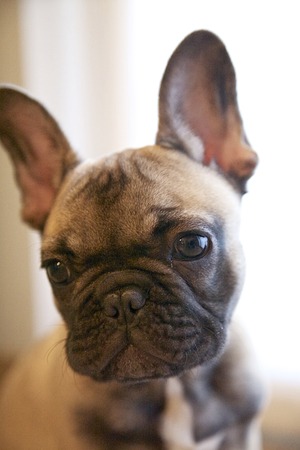French Bulldog puppy portrait reddish brown sleepingの写真素材