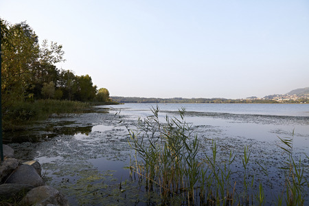 italian swamp in the early morningの写真素材