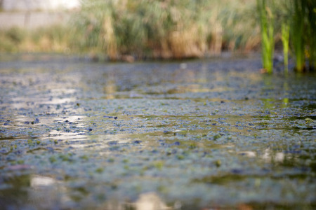 macro of water on the lakeの写真素材