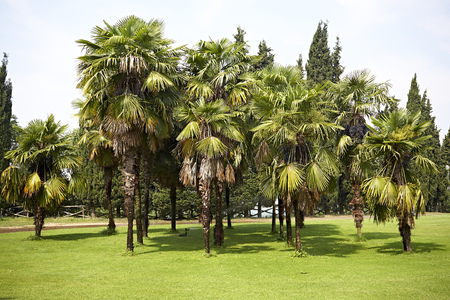 landscape whith palms gardenの写真素材