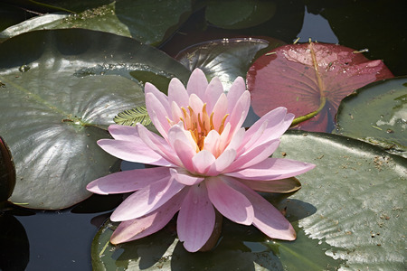 pink water lily on green leavesの写真素材