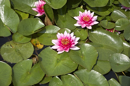 purple water lily on green leavesの写真素材