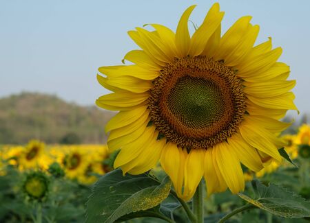 Fresh bright yellow sunflowers being grown on plantation