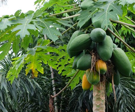 Papaya Fruits of Papaya tree in garden in Nature fresh green papaya on tree with fruits.