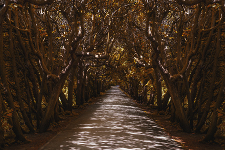 Tunnel of trees in poland, park oliwski, Gdanskの写真素材
