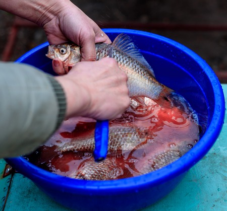 Cleaning fish on the scales and guts