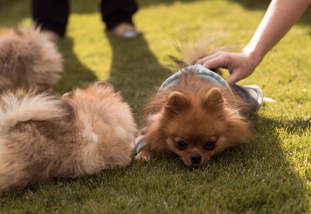 small puppies spitz breed walking on the grass at the yardの写真素材