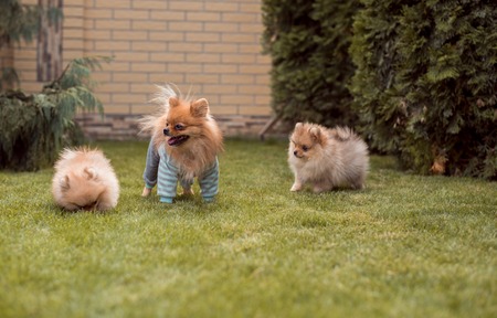 small puppies spitz breed walking on the grass at the yardの写真素材