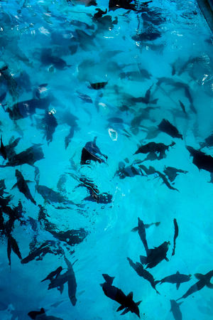 a lot of fish in the clear sea waterの写真素材