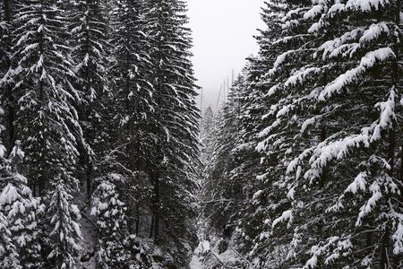 Snow Christmas trees in the deep winter mountain forestの写真素材