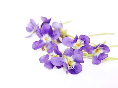 posy violets on white background