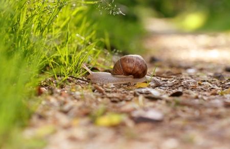 Snail in the wildの写真素材