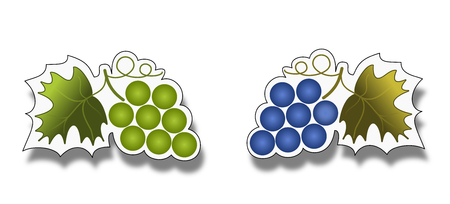 white and blue bunch of grapes on white labelのイラスト素材