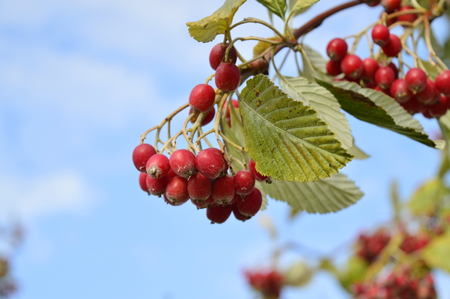 Rowan berries with blue sky in backgroundの写真素材