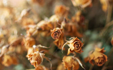 dead roses. dead flower bouquet. abstract photographyの写真素材