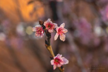beautiful flowers flourishing in cherry treeのeditorial素材