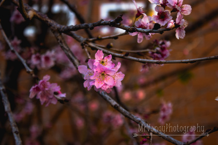 beautiful pink flower flourishingのeditorial素材