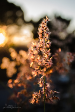 sunset and flowerのeditorial素材