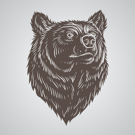Bear head hand-drawのイラスト素材