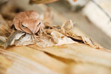 Close up and focus Shrub frog, Polypedates leucomystax, Tree frog / type of fog in natureの写真素材