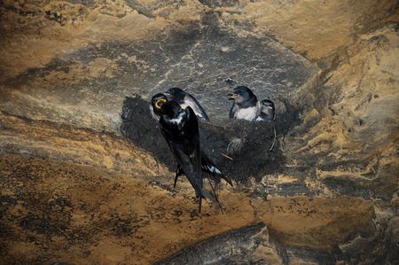 little swallow is feeding her nestlings in the caveの写真素材