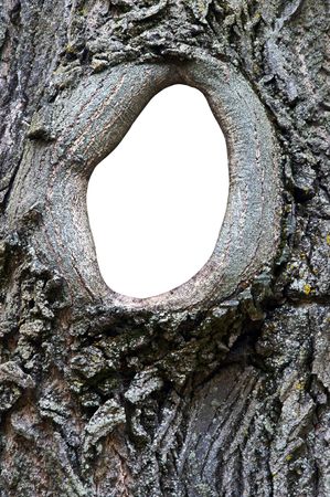 unusual old ash tree photo frame with placeの写真素材
