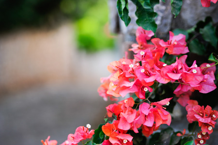 Beautiful red flowers in old Datca streets Turkeyの写真素材