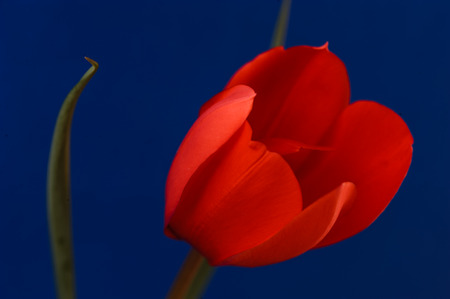 Red Tulip close-up with dark blue backgroundの写真素材