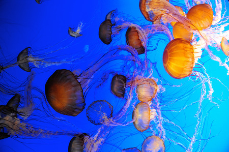 A group of jellyfishの写真素材