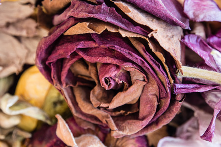 Dried rose close-up viewの写真素材
