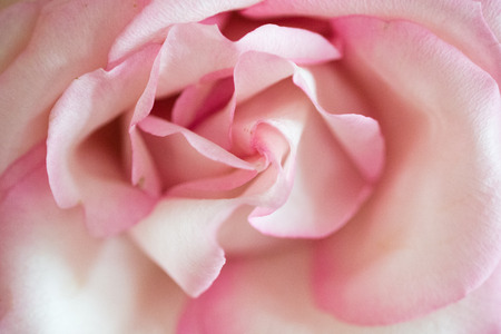 Pink Rose Closeupの写真素材