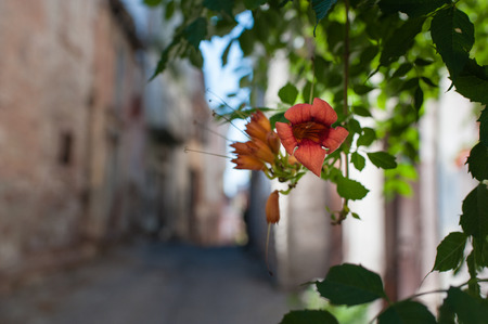 Street view form Ayvalik  Turkey  with Tubular flowers