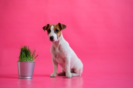 The obedient jack russell terrier sits next to a steel pot of fresh grass. Cute little white puppy with red spots sniffs a houseplant on a pink background.の写真素材