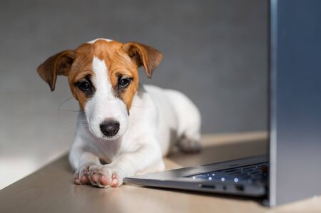 The thoroughbred dog lies on a desktop. Sad shorthair puppy Jack Russell Terrier works at a laptop.の写真素材