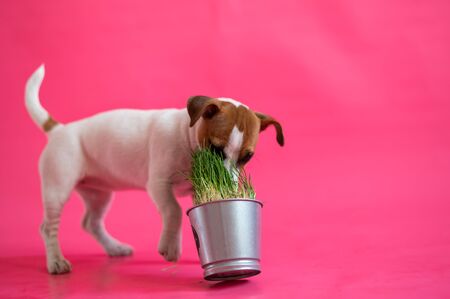 Jack Russell Terrier eats fresh grass from a steel pot. Cute little white puppy with red spots sniffs a houseplant on a pink background.の写真素材