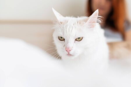 Unhappy white fluffy cat with its owner in the background. happy blurred woman sitting on the bed with her pet in the foreground.の写真素材