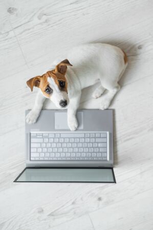Top view of a cute funny dog at a laptop. Purebred Shorthair Jack Russell Terrier lies on a wooden floor in front of a wireless computer. Smart puppy at work.の写真素材