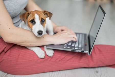Puppy Jack Russell Terrier sits and misses his mistresss lap. Unrecognizable woman sitting on the...