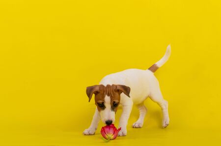 Puppy Jack Russell Terrier plays with a red tulip bud. Shorthair thoroughbred little dog cheerfully eats a spring flower on a yellow background.の写真素材
