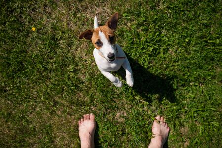 A loyal dog looks at the owner. Playful Jack Russell Terrier puppy standing next to the bare male feet on the green grass. View from above. Faceless man looks at the pet walking in the park.の写真素材