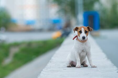 A frightened frightened puppy sits alone on a parapet. A sad little dog got lost on a street in the...