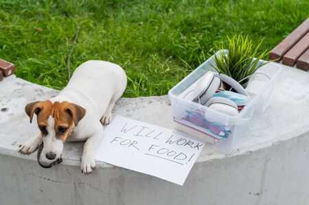 The unfortunate dog is sitting next to a box of personal items from the desktop and a sign I will work for food. Unemployment and the economic crisis during the spread of coronavirus infection.の写真素材