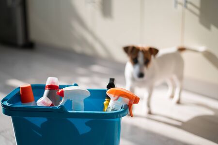 Blue bucket with bottles of detergent on a parquet light floor. Jack Russell Terrier on a background of cleaning products. Household chemicals for home cleaning.の写真素材