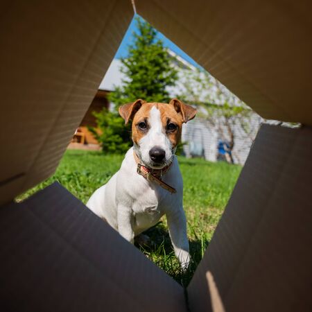 A curious dog is looking at something inside a cardboard box in a park. Puppy Jack Russell Terrier peeks into a box outdoors. View from the bottomの写真素材